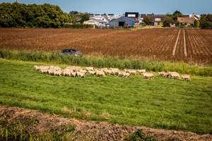 foto Dance Parade, 14 september 2019, Hooge Veenen, Nieuwerkerk aan den IJssel #964968